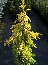Jałowiec pośredni (Juniperus media)  Golden Saucer - wyprostowany formowany